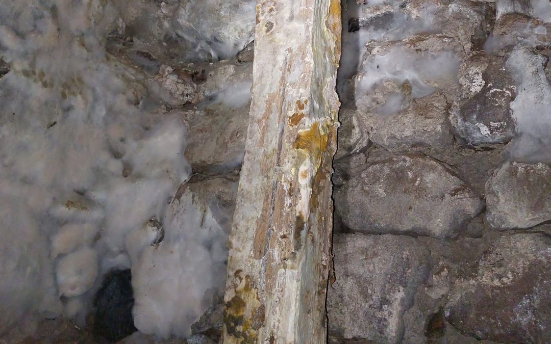 Mucegai sau ciuperca de casă plângătoare