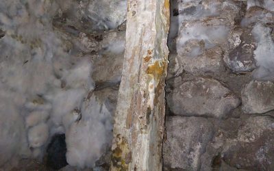 Mucegai sau ciuperca de casă plângătoare